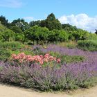 2020.07.15  Besuch Arboretum und Hamdorf (4)