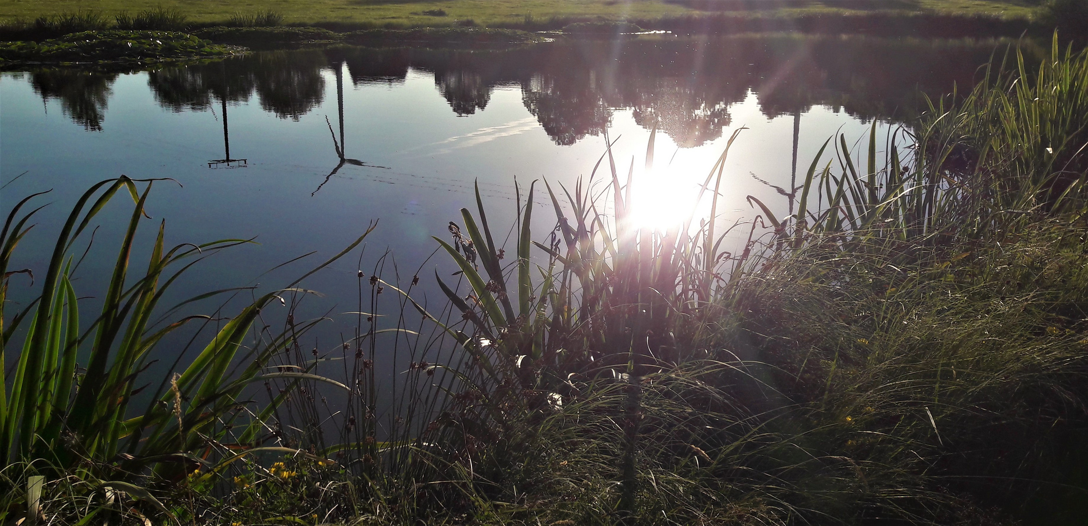 20200729 Dienstag ist Spiegeltag : Unterwassersonne im Seerosenteich