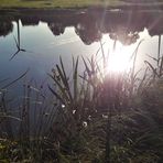 20200729 Dienstag ist Spiegeltag : Unterwassersonne im Seerosenteich