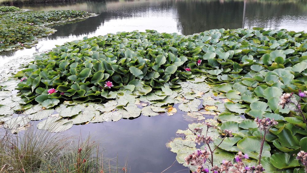 20200803 Seerosen als wärmeregulierende Schattenspender Teichwasser