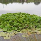 20200803  Seeroseninsel im Seerosenteich als Schattenspender zur Wärmeregulierung