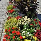 20200805 Mittwochsblümchen Verkehrsinsel in Bayreuth