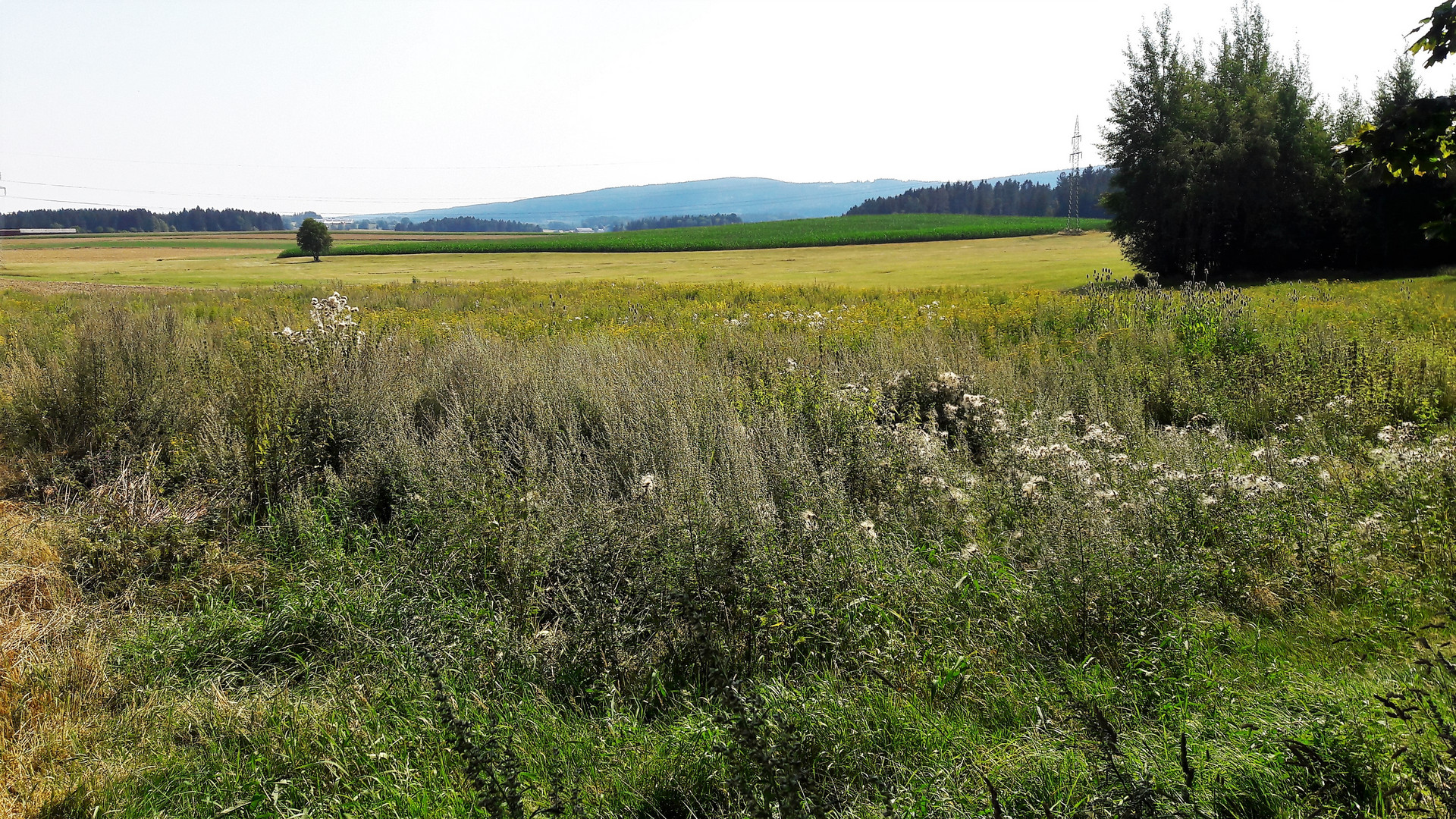 20200809 Gewollter  Wildwuchs für den Artenerhalt