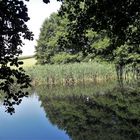 20200809  Spiegeltag : " Unterwasserbaumkronen am Lernschwimmteich