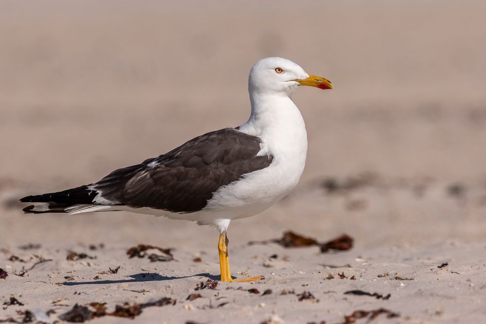 20200812 - Helgoland-Düne - CS8A6087