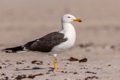 20200812 - Helgoland-Düne - CS8A6087