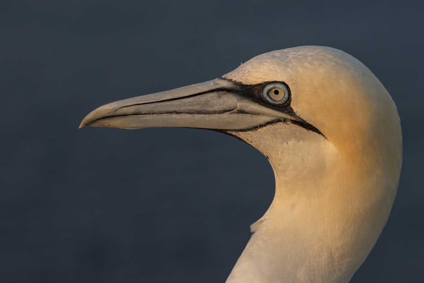 20200812 - Helgoland-Lummenfels - CS8A5674