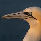 20200812 - Helgoland-Lummenfels - CS8A5674