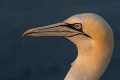 20200812 - Helgoland-Lummenfels - CS8A5674