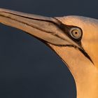 20200812 - Helgoland-Lummenfels - CS8A5679