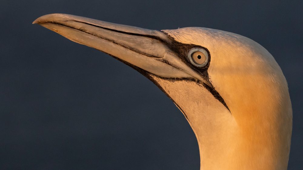 20200812 - Helgoland-Lummenfels - CS8A5679