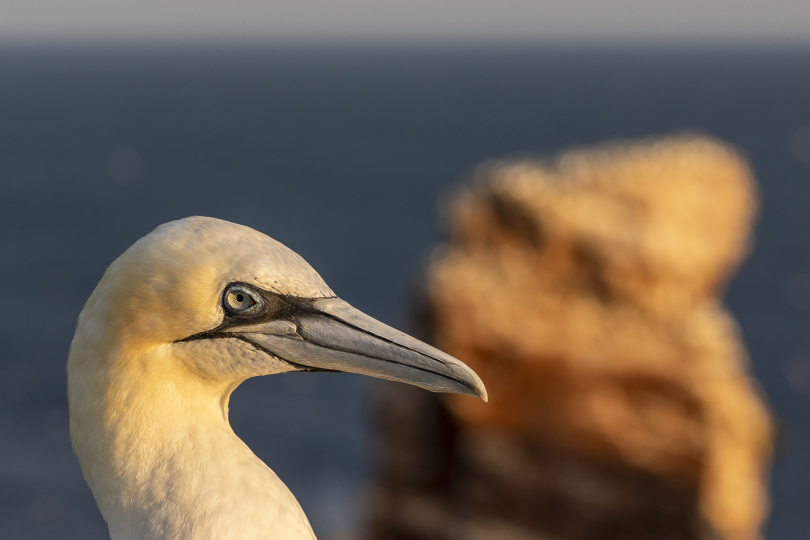 20200812 - Helgoland-Lummenfels - CS8A5803