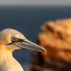 20200812 - Helgoland-Lummenfels - CS8A5803