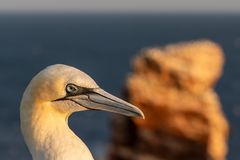 20200812 - Helgoland-Lummenfels - CS8A5803