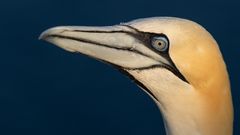 20200812 - Helgoland-Lummenfels - CS8A5937