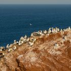 20200812 - Helgoland-Lummenfels - CS8A5961