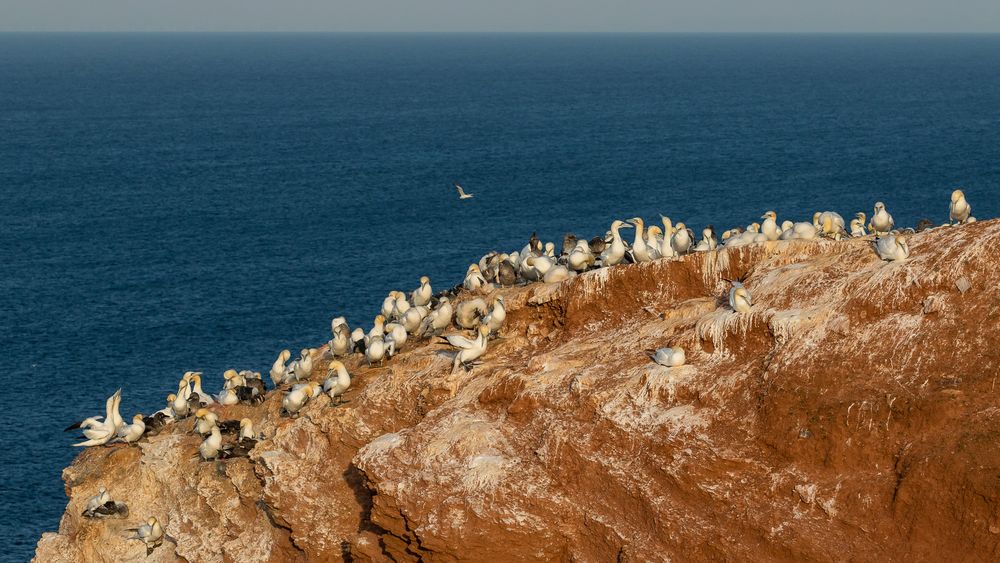 20200812 - Helgoland-Lummenfels - CS8A5961