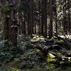 20200818 Waldlehrpfad Stadtwald Münchberg:  Totholz stehend und liegend