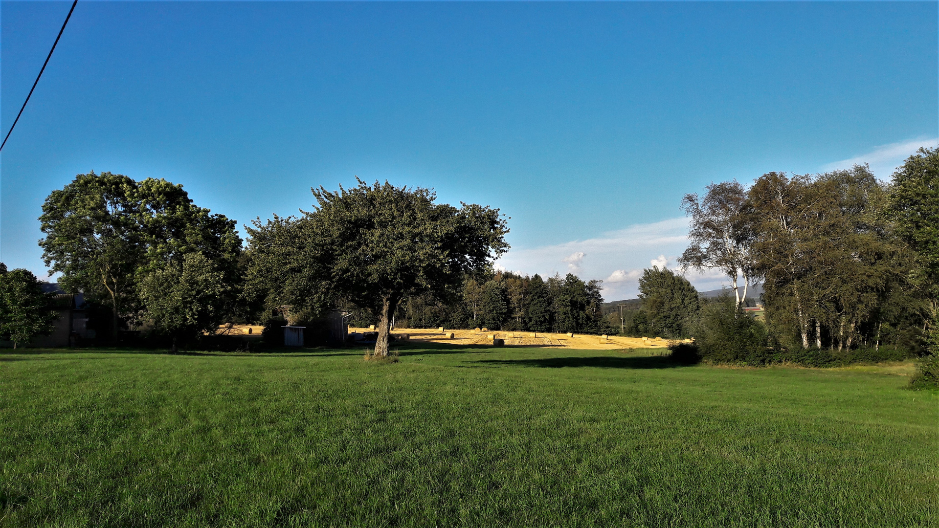 20200822 Birken,Bäume,Ballen im Abendlicht