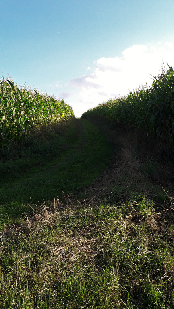 20200822 Maisgasse und Barfußweg