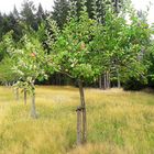 20200827 Die ersten Äpfel auf der Streuobstwiese