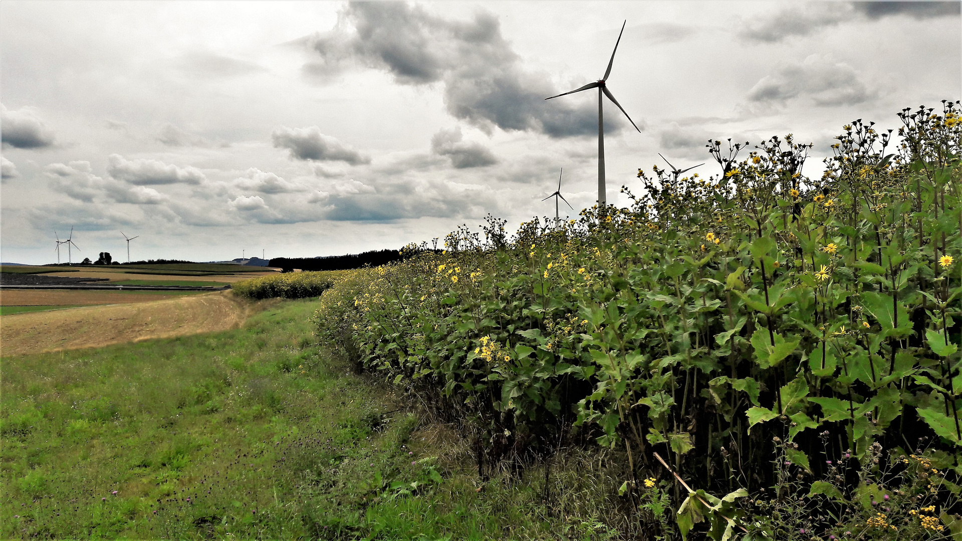 20200827 Regenerative Energie und Artenschutz