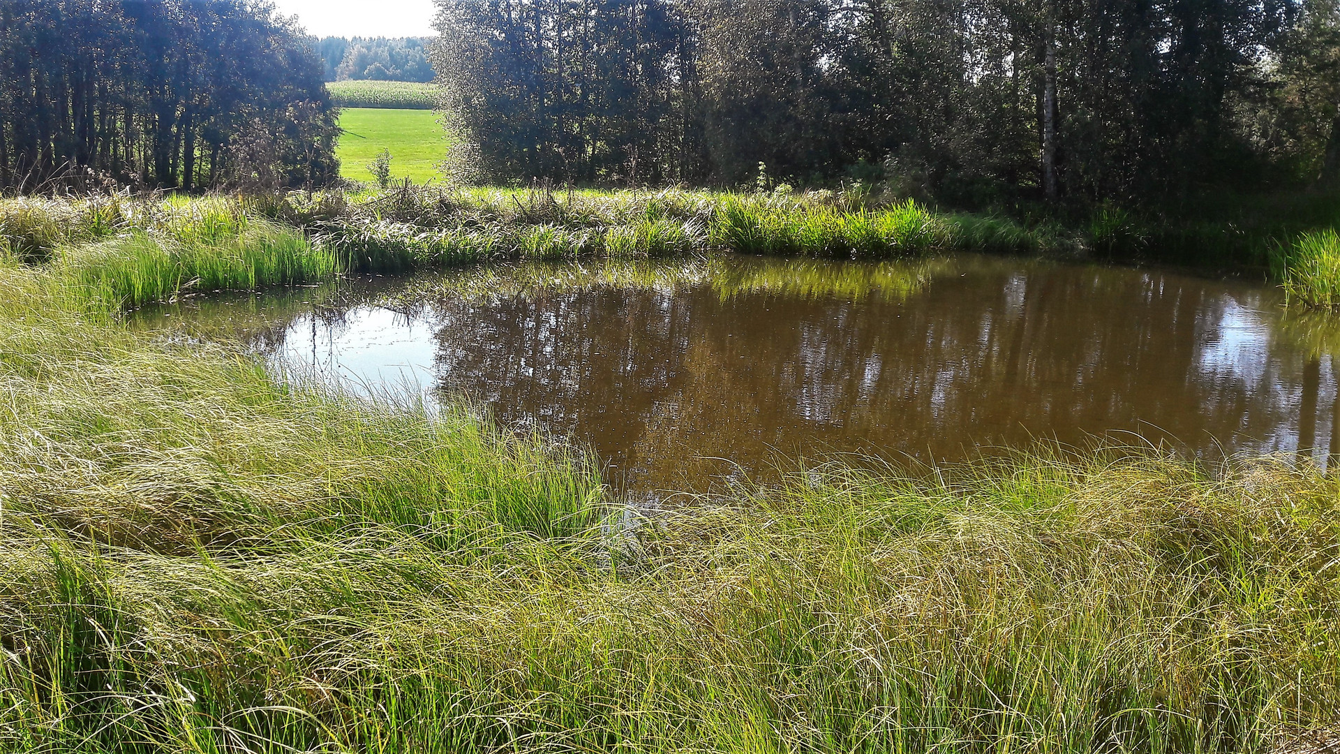 20200909 Der kleine Teich im hohem Gras