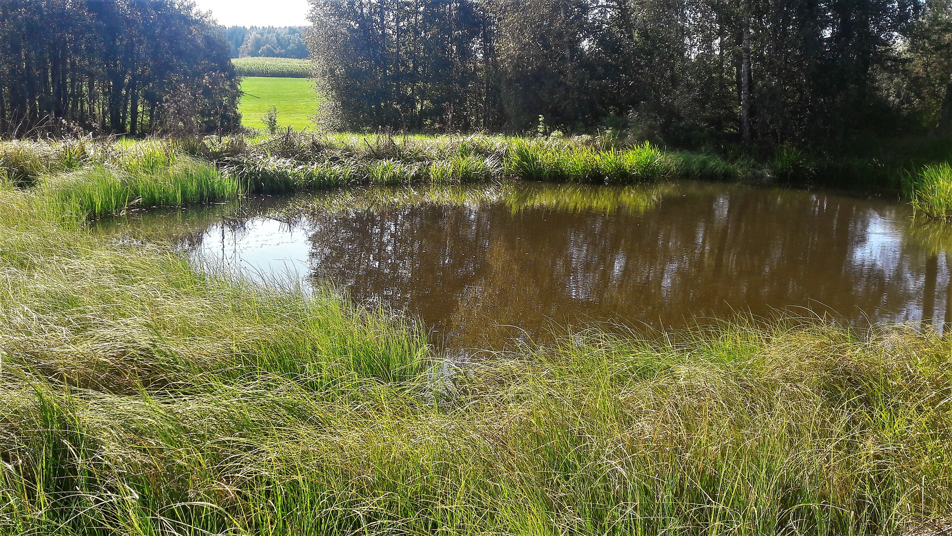 20200909 Der kleine Teich im hohem Gras Foto & Bild bäume, gras