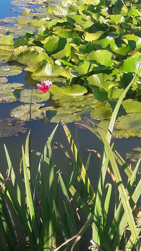 20200909 Vielleicht die letzte Seerose 2020