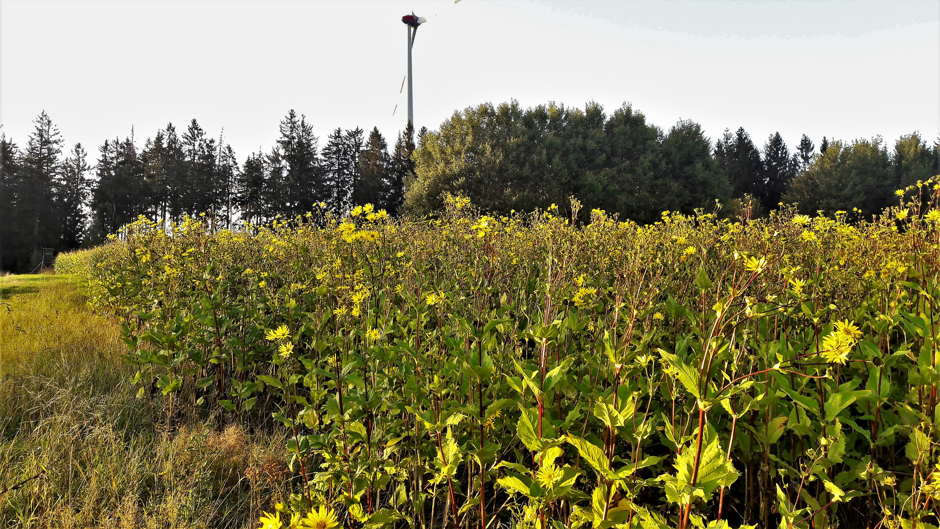 20200917 Blütenpracht direkt neben der Streuobstwiese