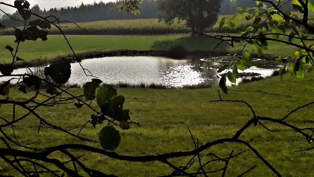 20201002 Der Silberschatz im Seerosenteich