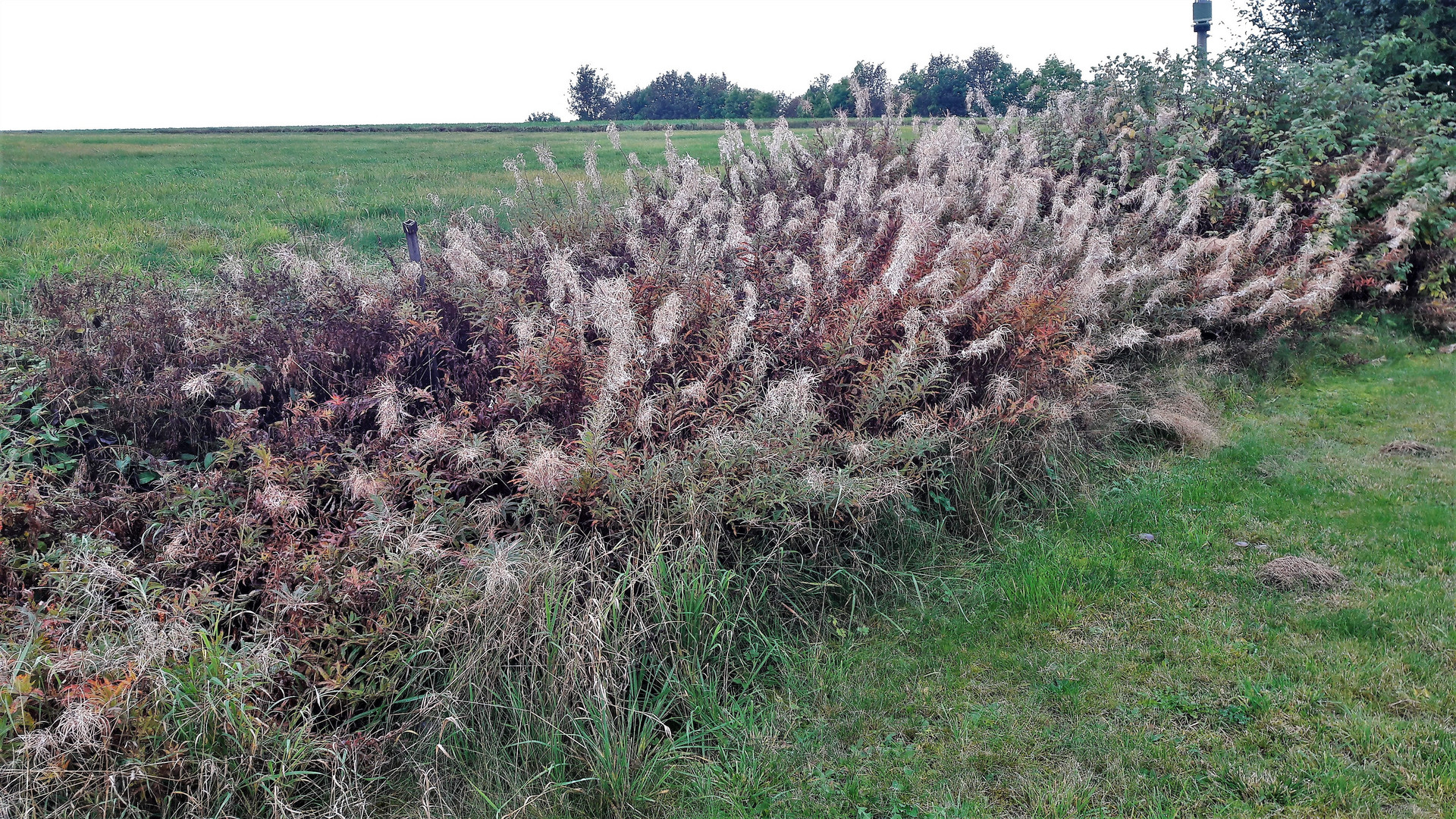 20201010 Feldrain Rückzugsmöglichkeit für Pflanzen und Tiere