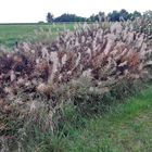 20201010 Feldrain Rückzugsmöglichkeit für Pflanzen und Tiere