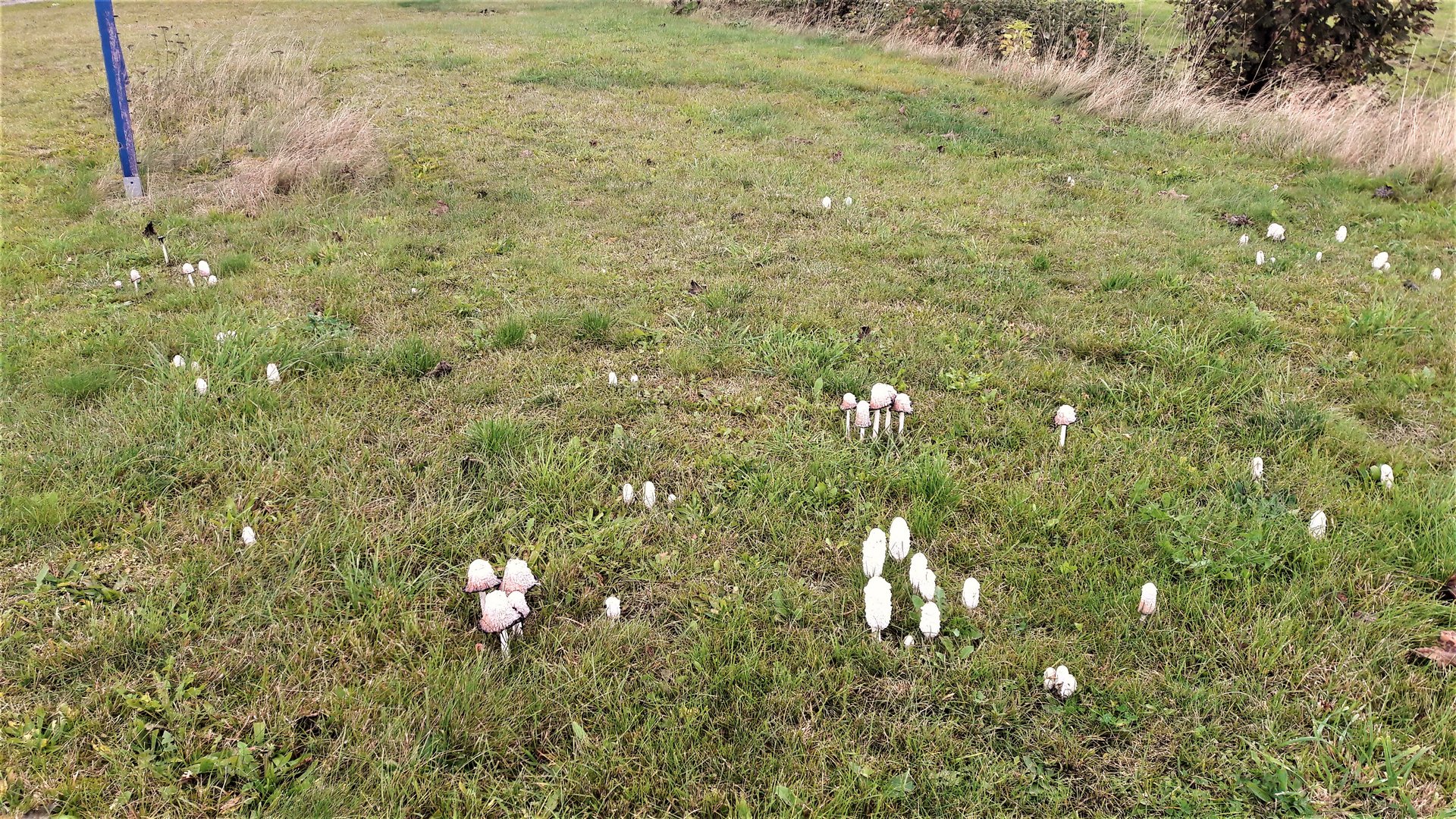 20201010 Pilze auf dem Fußballplatz