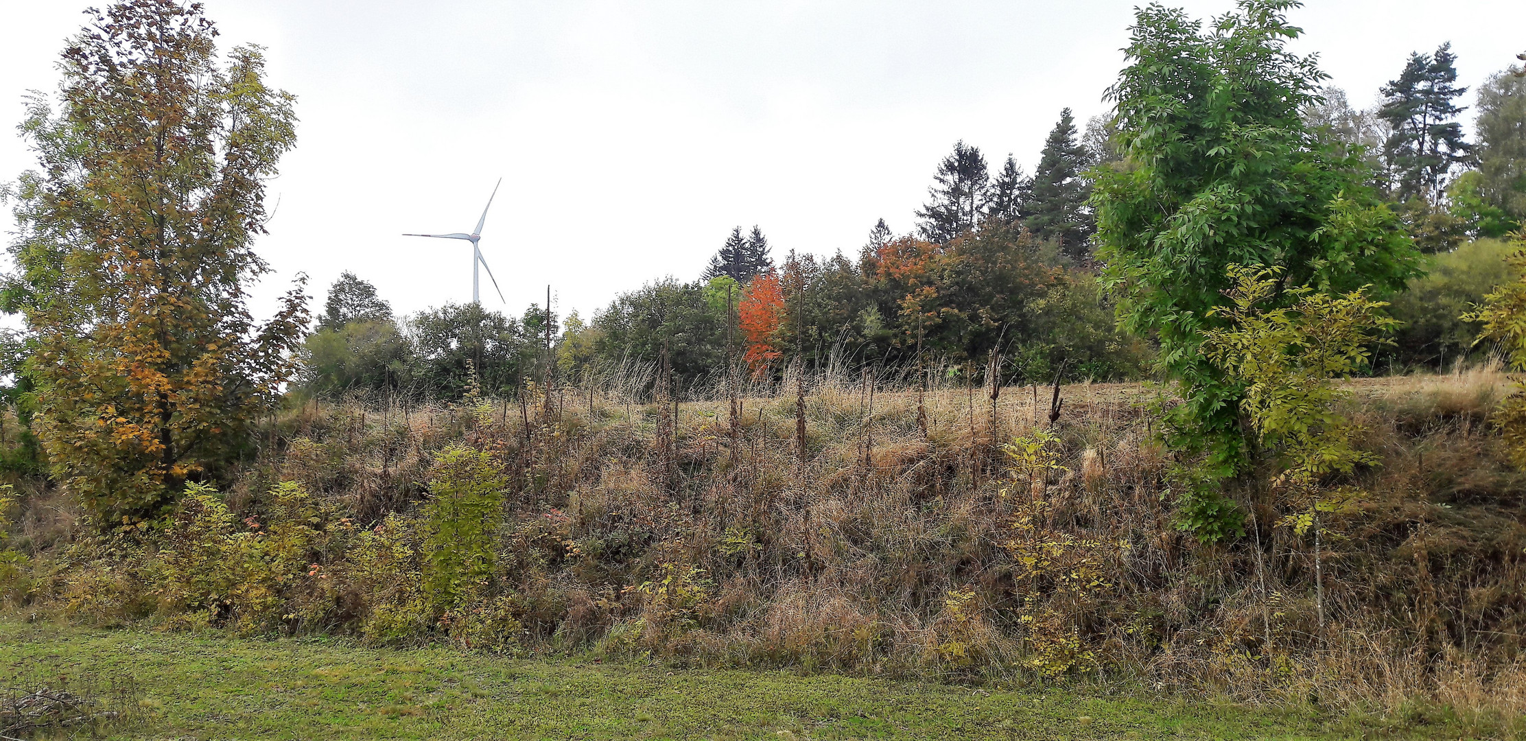 20201012 Herbstbeginn mit Weitblick  am Feldrain und in der Ökoausgleichsfläche