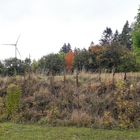 20201012 Herbstbeginn mit Weitblick  am Feldrain und in der Ökoausgleichsfläche