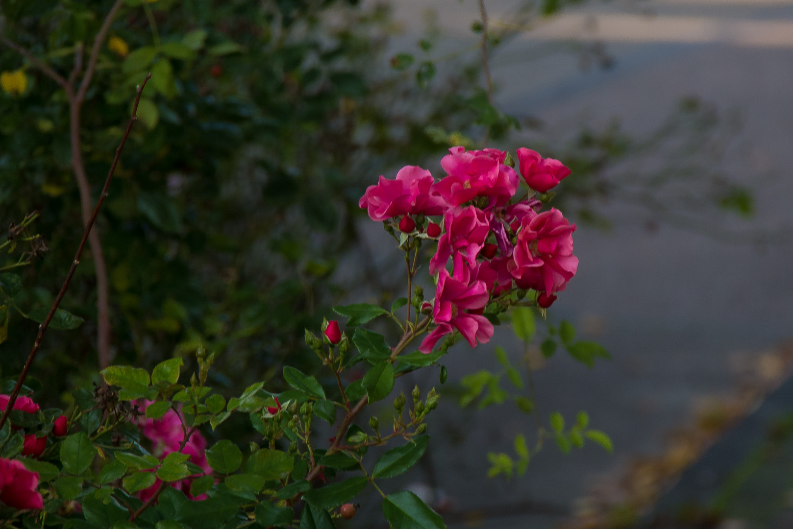 20201013-P1030124Rote Rosen