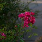 20201013-P1030124Rote Rosen