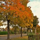 20201018 Herbstlaubfärbung in Dinkelsbühl