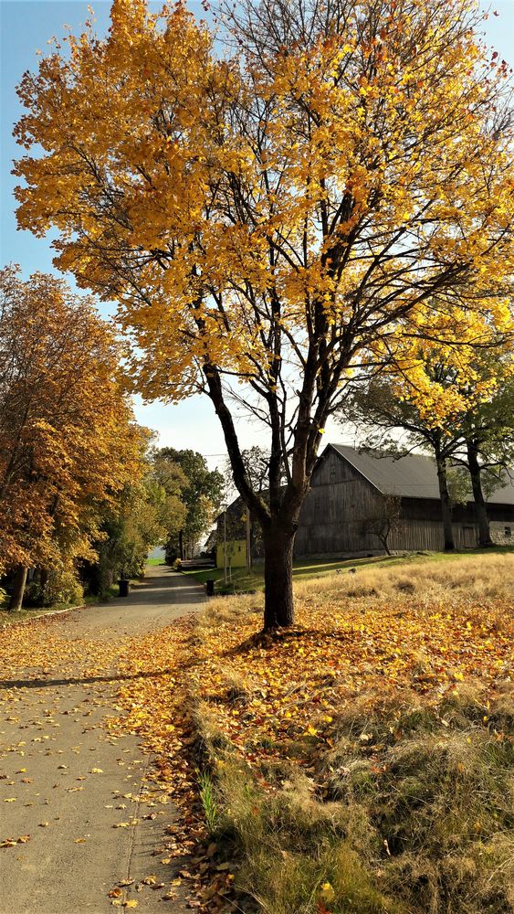 20201022  Unsere Dorfstraße in Lösten  im Herbstlook