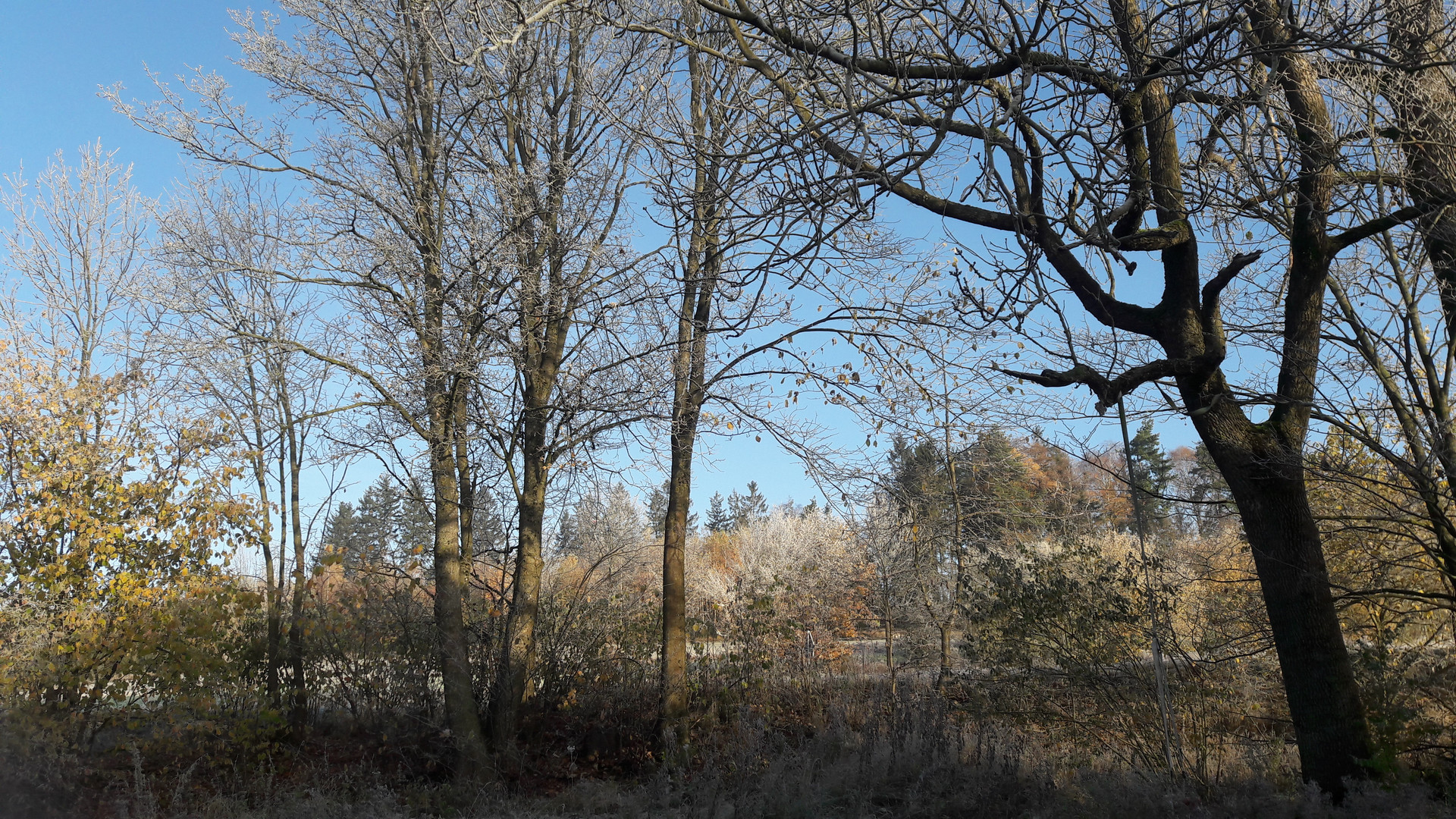 20201106  Rauhreif unter blauem Himmel