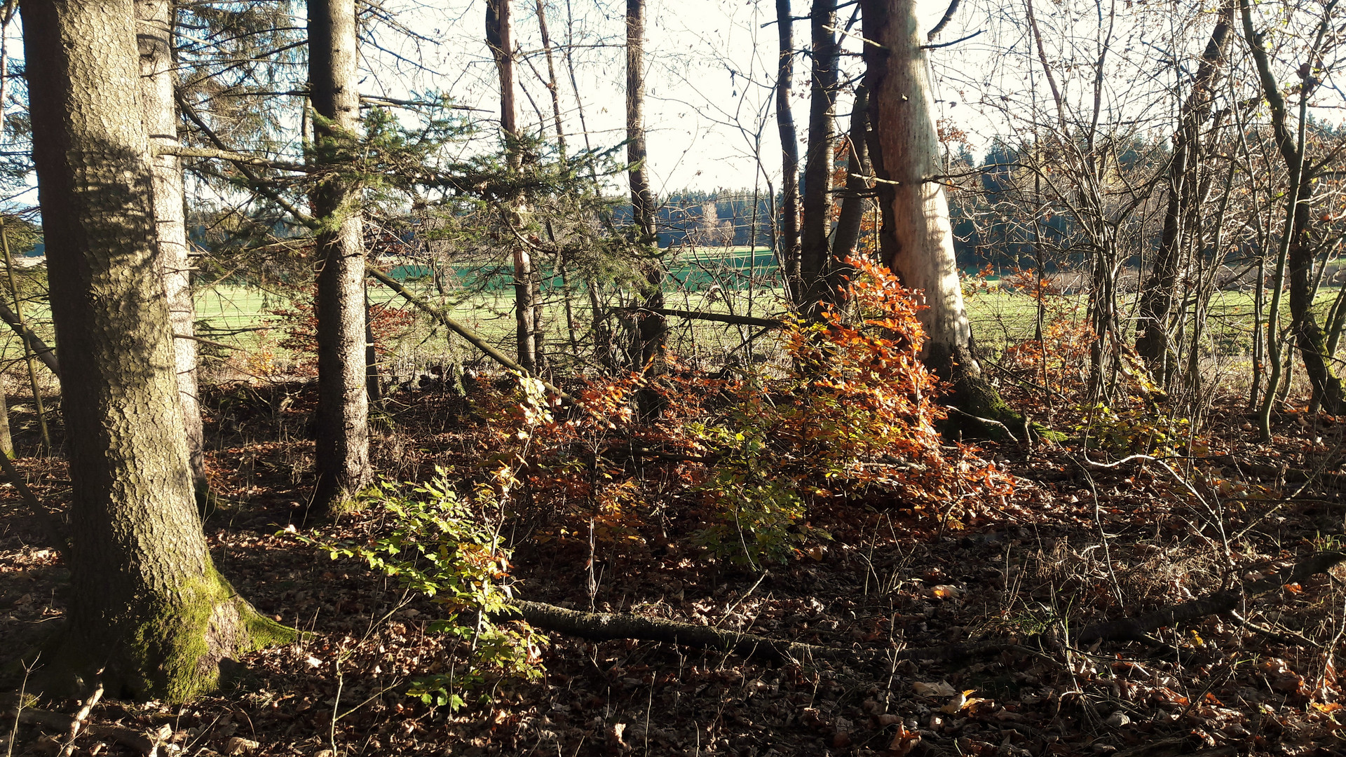 20201109 Blick aus dem Waldrand ins Freie 