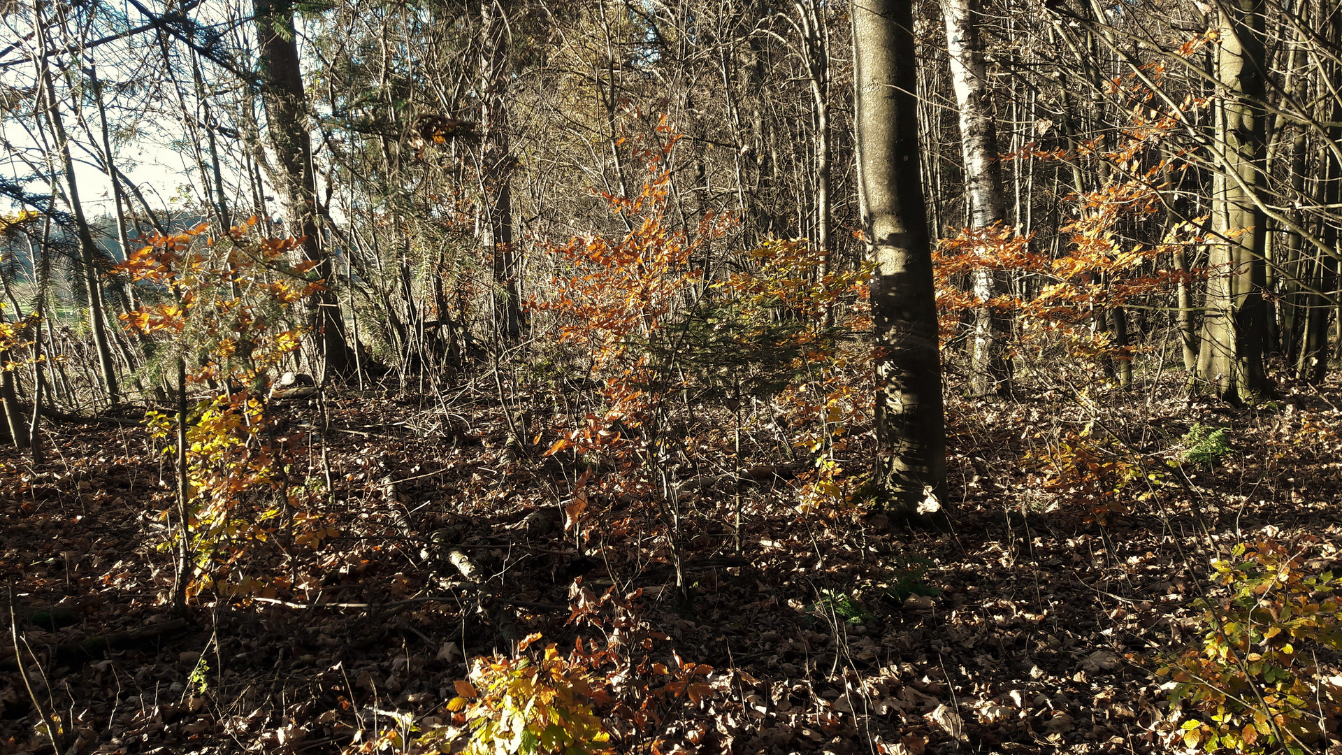 20201109 Bunter  Herbst im Waldrand