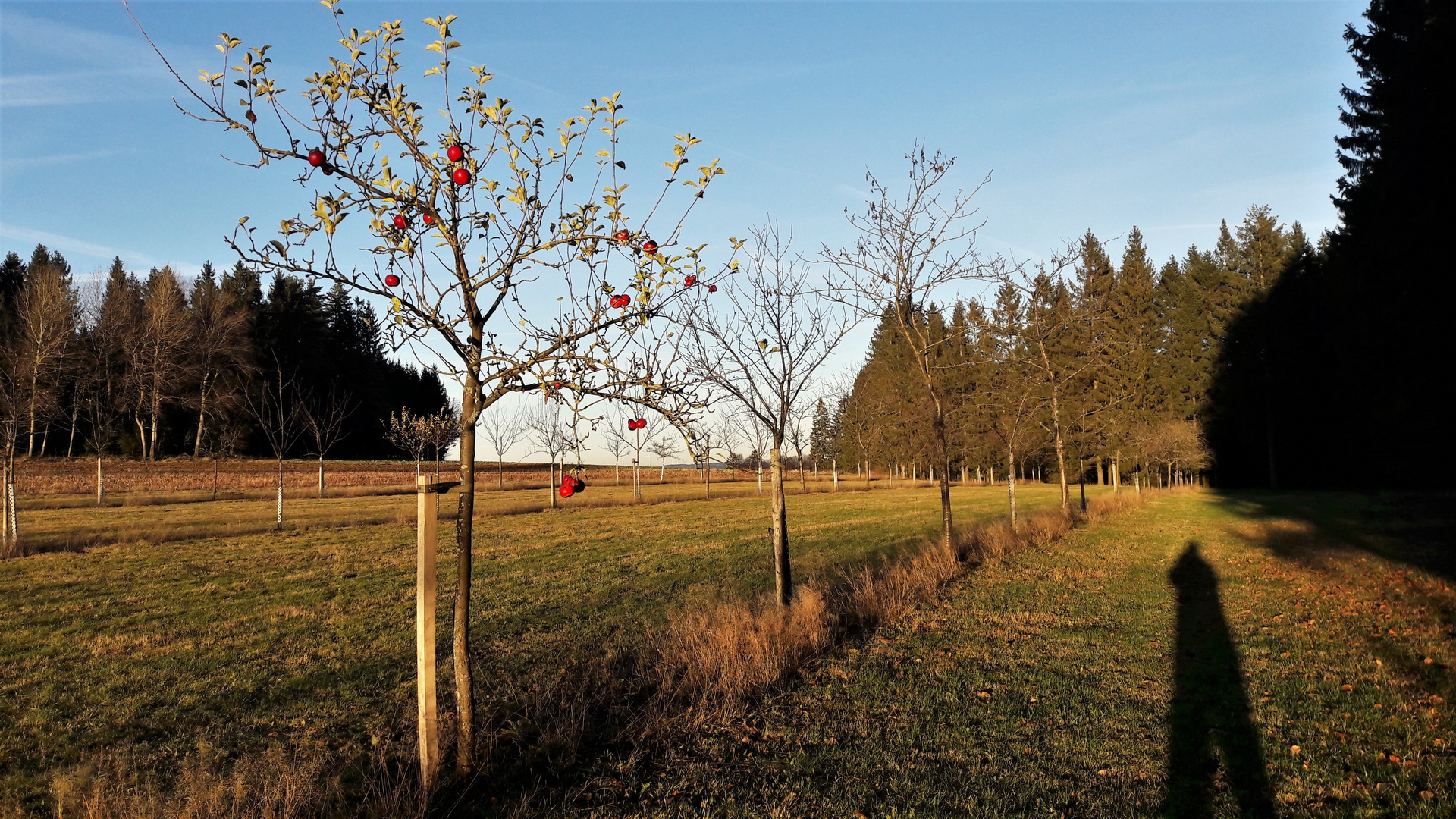 20201118 Die letzten Äpfel auf der Streuobstwiese