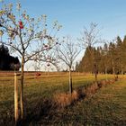 20201118 Die letzten Äpfel auf der Streuobstwiese