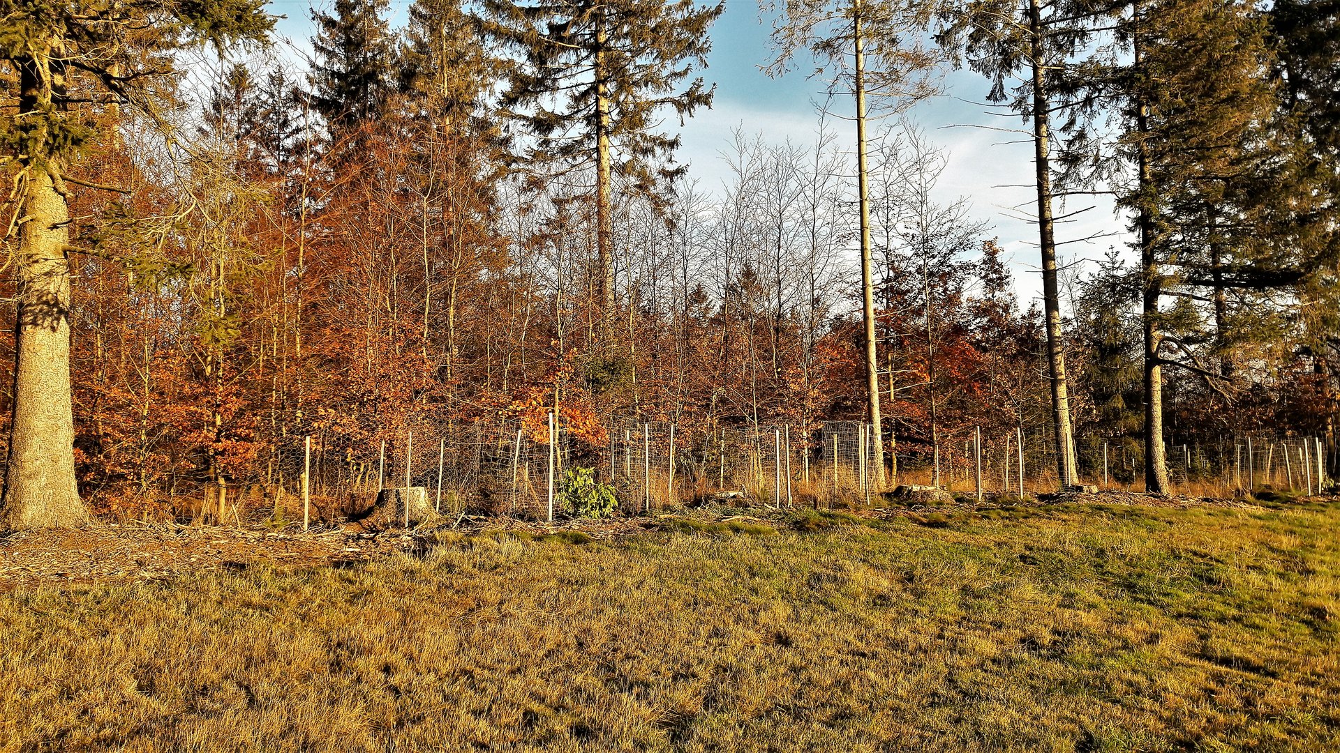 20201118 Waldumbau I :Hegen und Pflegen