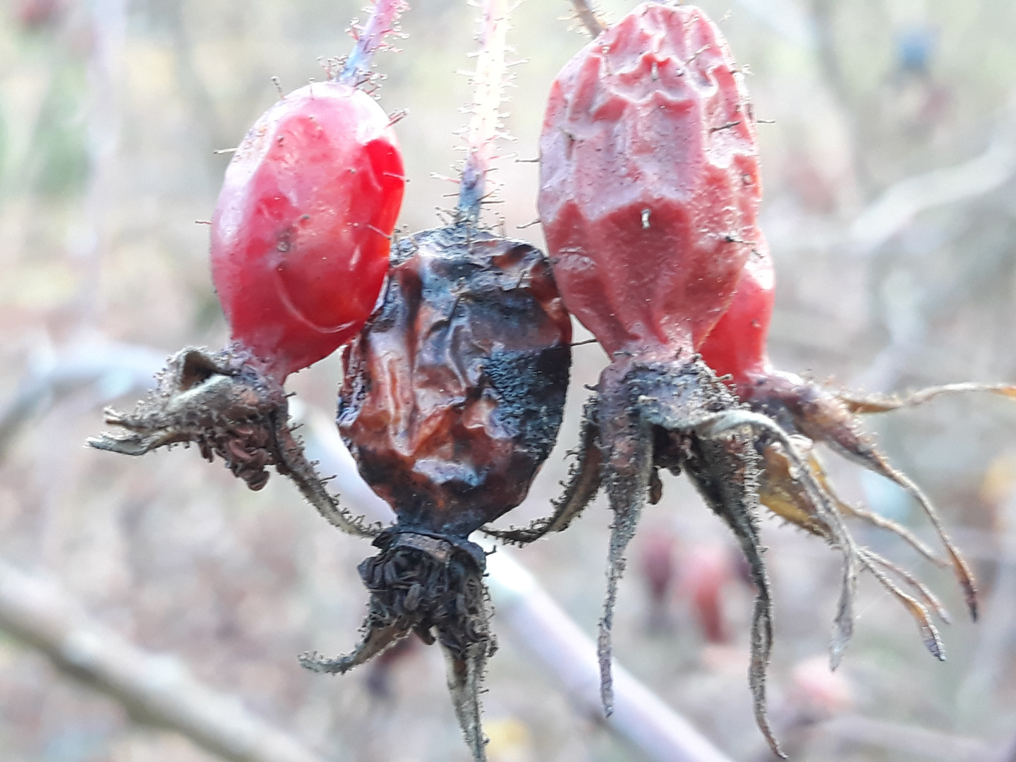 20201123_Beeren im Bergpark Kassel