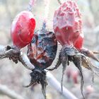 20201123_Beeren im Bergpark Kassel