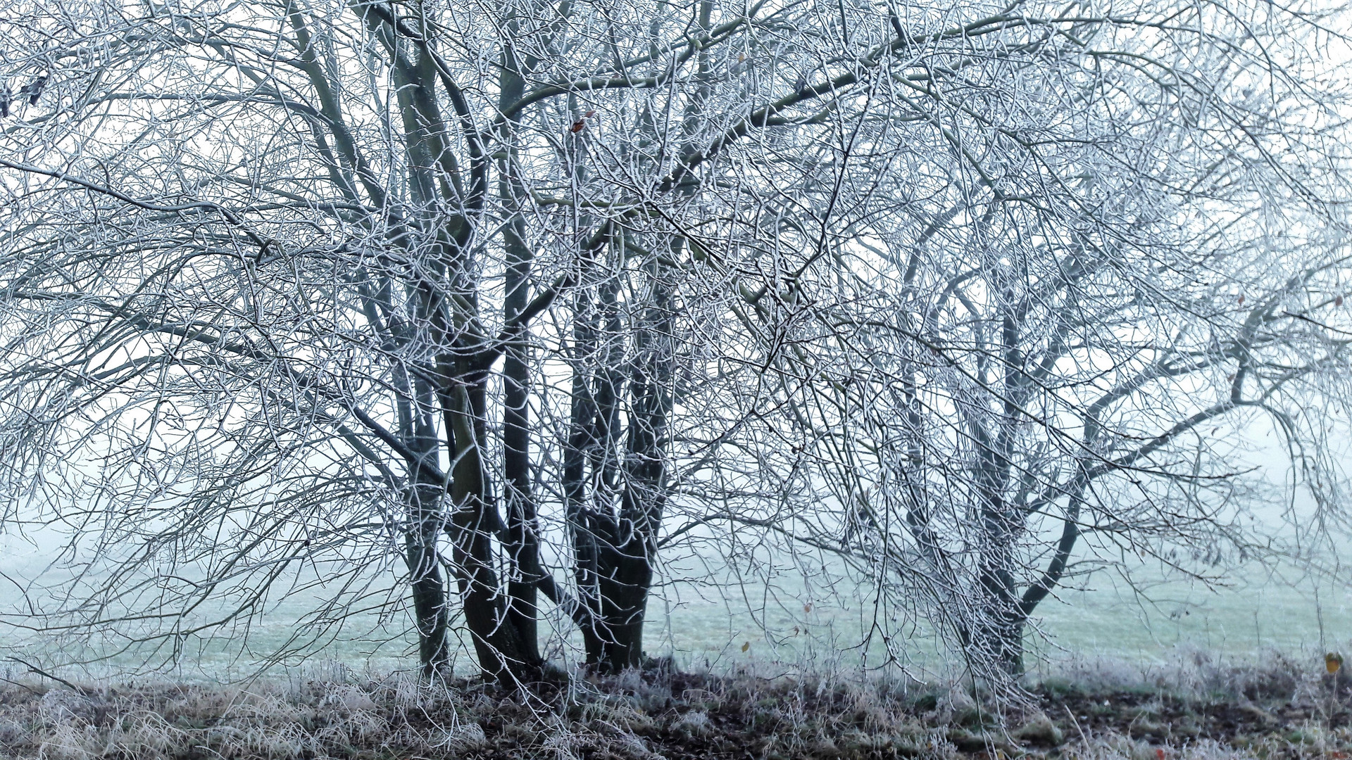 20201126 Reif durch Nebel und Kälte