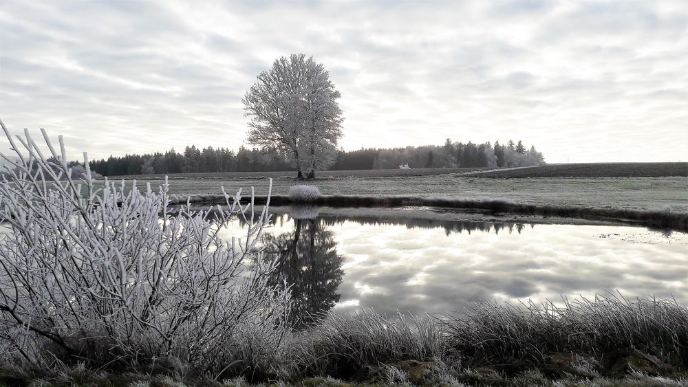 20201127 Rauhreif am Seerosenteich